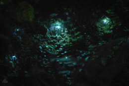 New Zealand 2025 (2 group) (71/84)